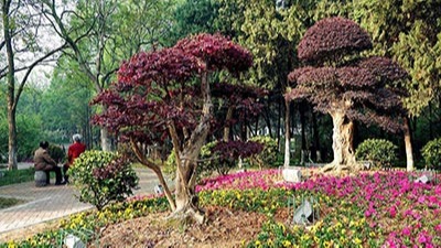 如何利用植物構成園林景觀規(guī)劃設計的空間？